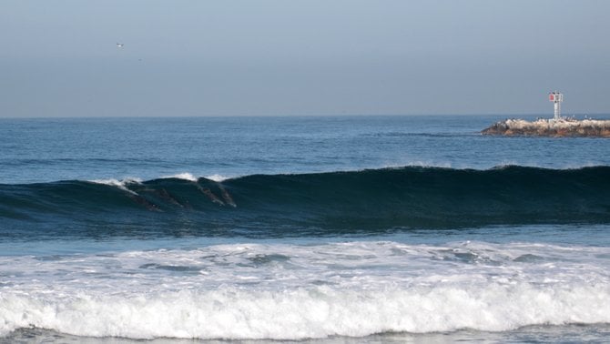 Playful pod of Dolphins off Dogs Beach