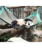 San Diego Zoo is where you can find them cute Pandas...Just adorable..Taking a nap..