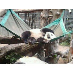 San Diego Zoo is where you can find them cute Pandas...Just adorable..Taking a nap..