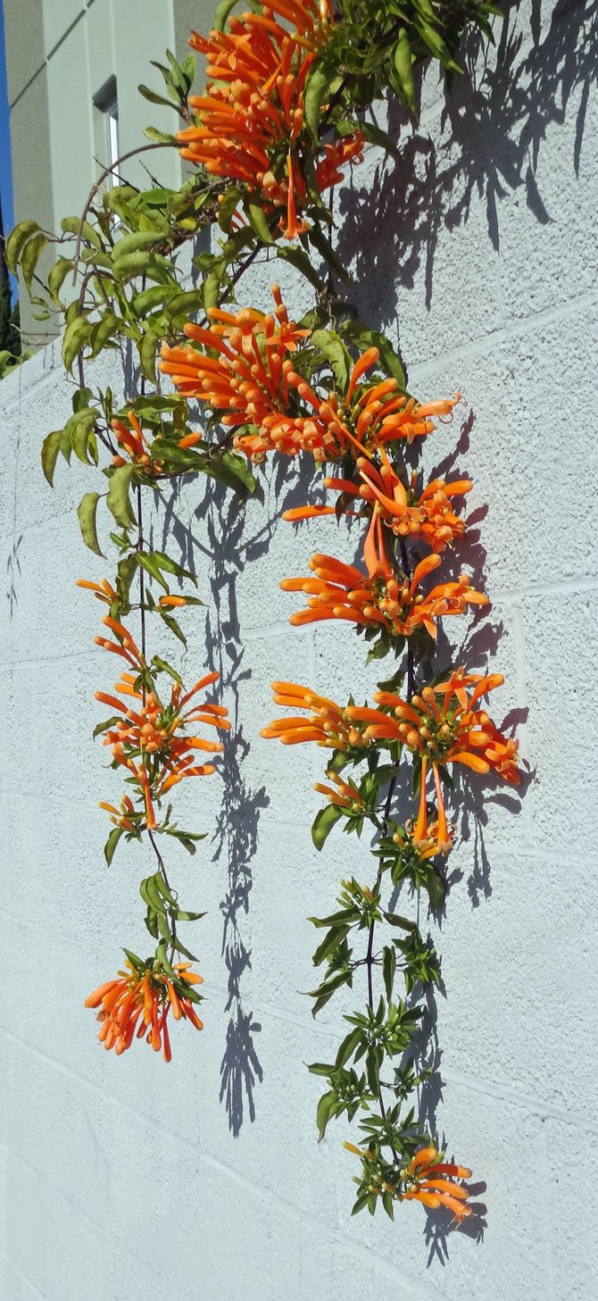 These bright colors caught my eye. The plant is growing down a wall along University Ave. close to Park Blvd. in Hillcrest.