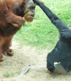 This Orangutan was not happy when his food was stolen...The San Diego Zoo