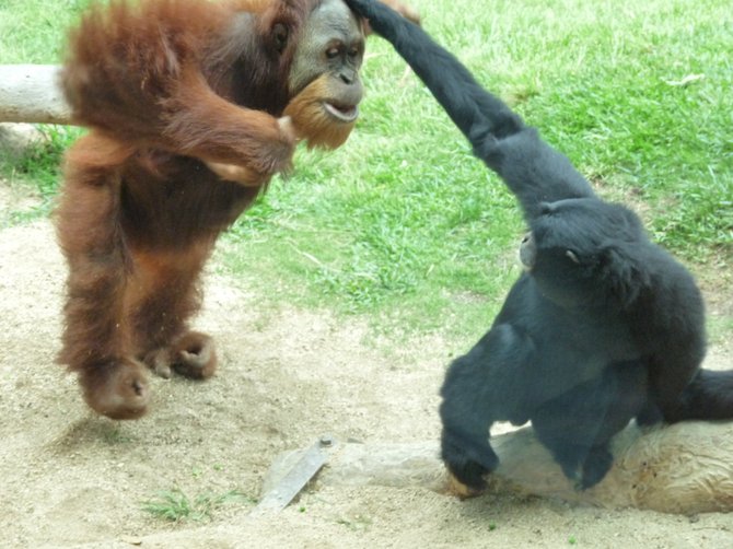 This Orangutan was not happy when his food was stolen...The San Diego Zoo