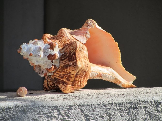 "Shell from Cancun, Mexico" www.scripca.com