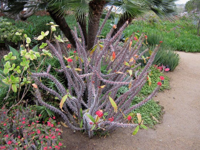 The aliens have sprouted in Encinitas.