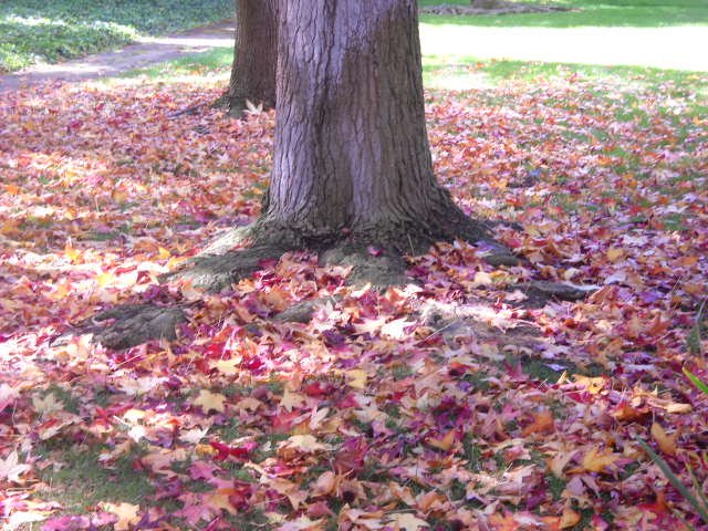 Carpet of Fall colored leaves at Mariner's Cove.