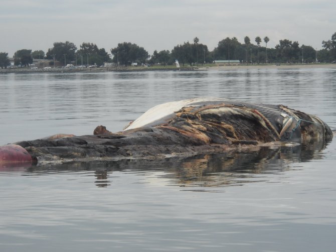 Poor fin whale awaiting transport to deep sea burial at Fiesta Island.