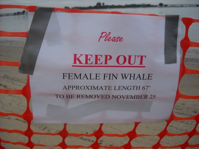 Sign on Fiesta Island near dead fin whale.