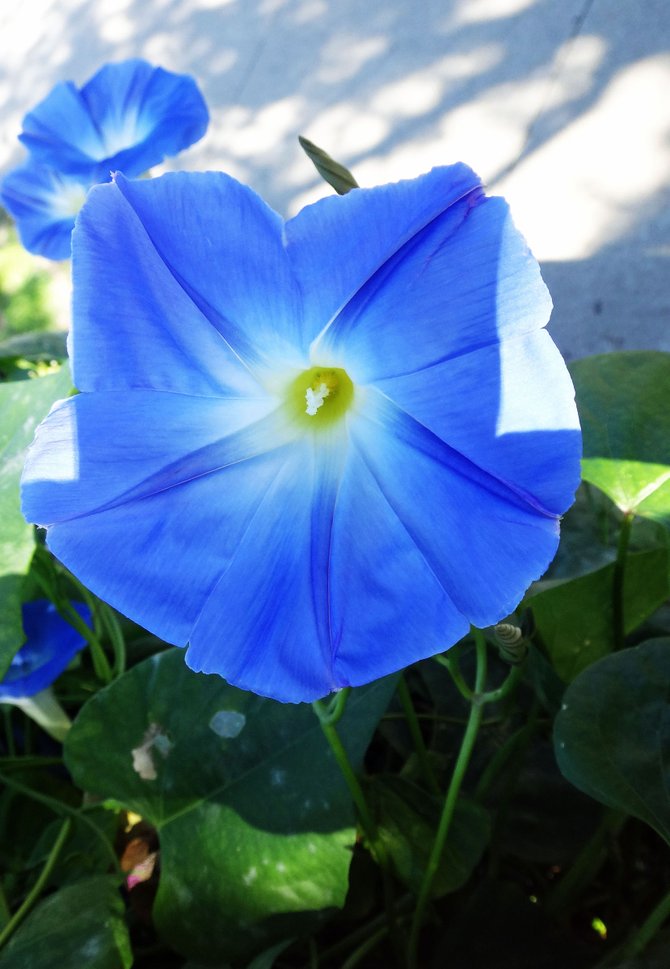 Morning glory plant along a house fence in North Park.