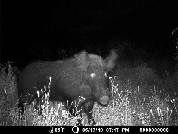 Motion-sensing camera captured this feral pig near 
El Capitan Reservoir. “Pigs are a huge, huge threat...
a potential environmental catastrophe.”