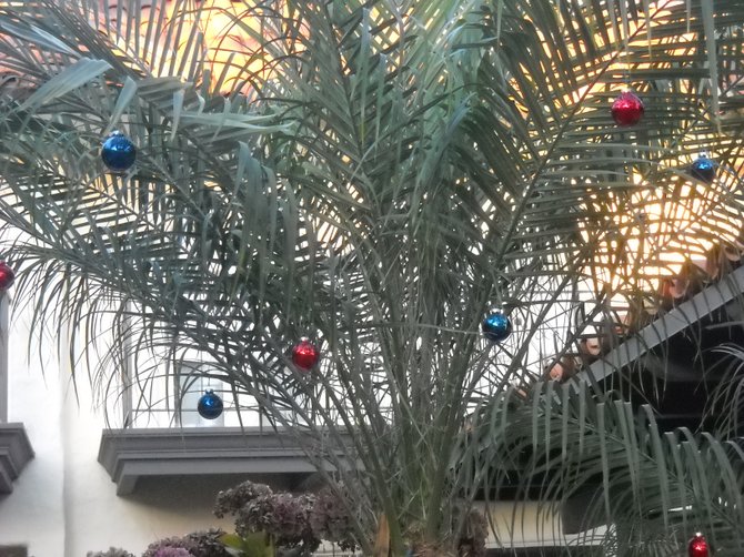 Festive Christmas palm tree at Loma Riviera condos.