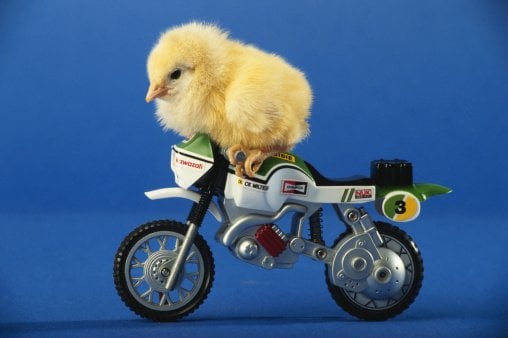 Fugitive chicken