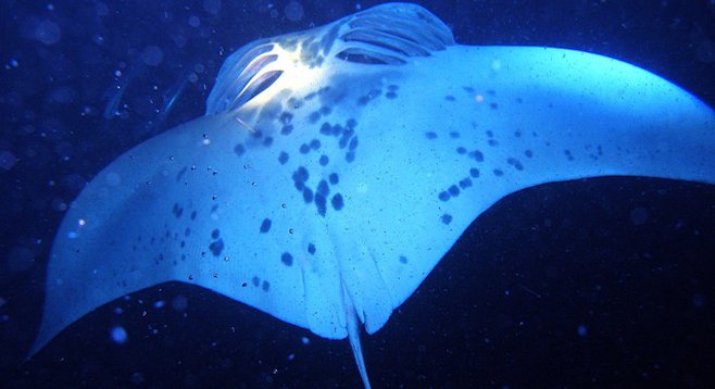 Up close with a (docile) manta ray in Kona, Hawaii
