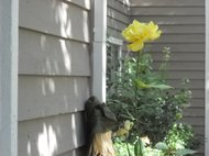 photo thumbnail