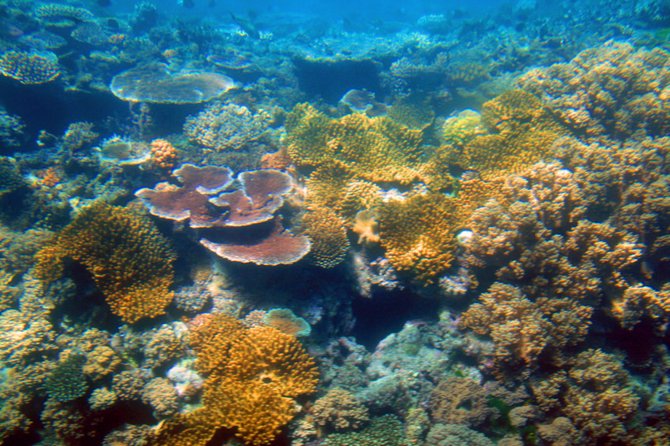 Underwater life in the Great Barrier Reef, Australia