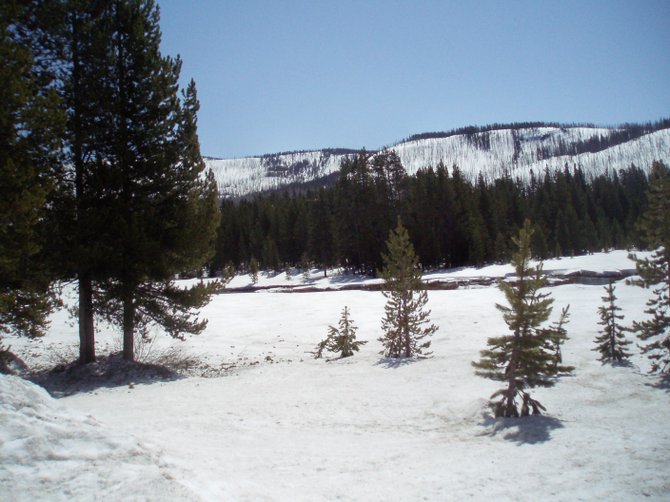 Yellowstone National Park was blanketed in snow when I visited there in May, 2009.
