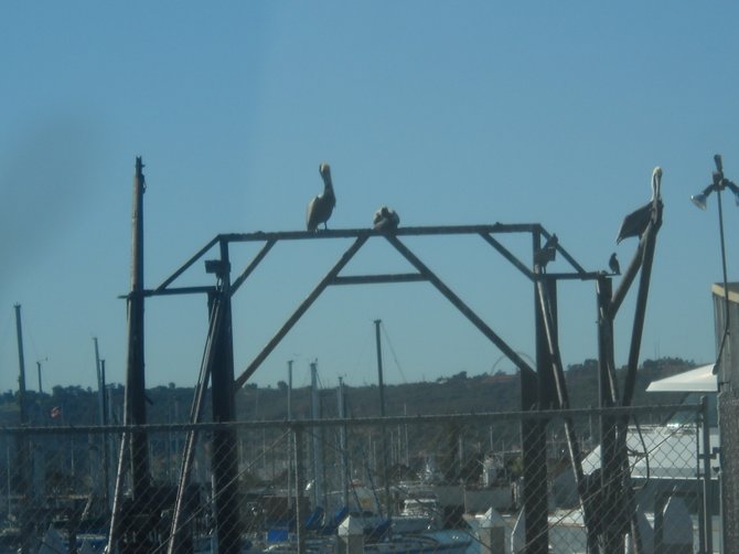 Pelicans hang out near Driscoll's Wharf looking for a handout.