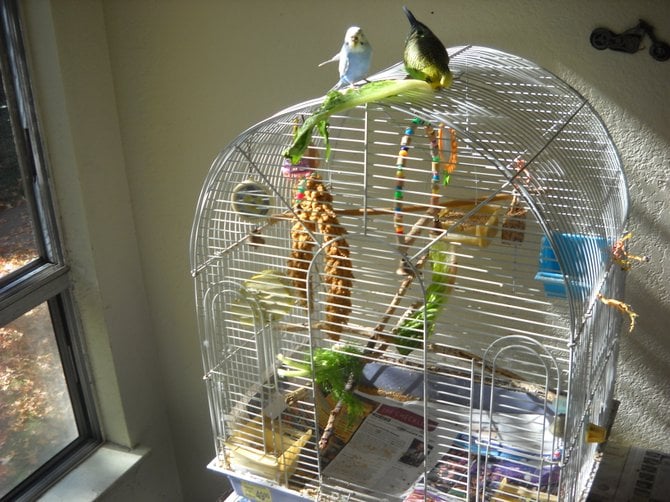 Freed birds enjoying greens in Ocean Beach.