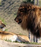lion anger at the escondido wild animal park