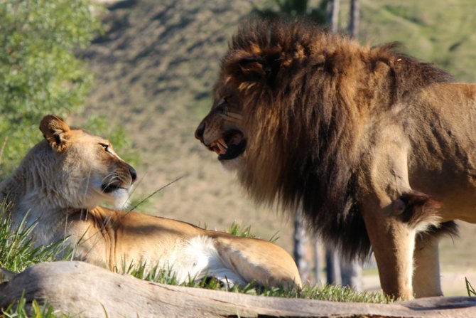 lion anger at the escondido wild animal park