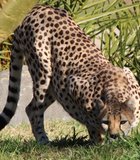 Escondido wild animal park cheetah