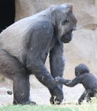 Escondido gorilla love