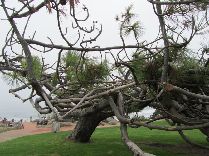 "Help, the Tree Is Attacking Me!!!" in Del Mar