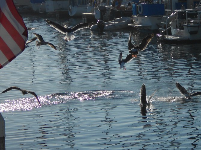 Sea gulls playing in Mission Bay.