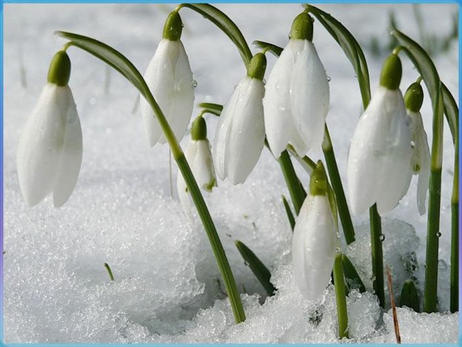 These Snowdrop flowers are the first flowers "brave" enough to break out of the snow in Romania