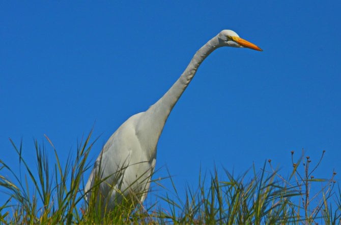 Egret in the Grass

Fiesta Island