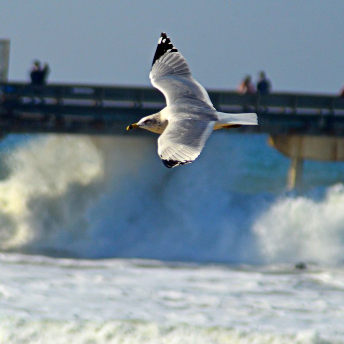 Seagull at Ocean Beach, winter waves in the background