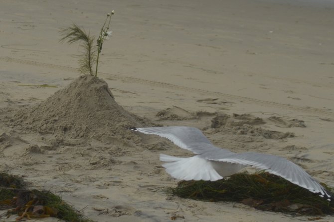 
Somebody's Sandcastle, with Seagull

Ocean Beach