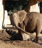 taking a mud bath on a hot January day-The San Diego Wild Animal Park/Safari Park