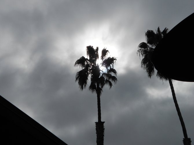 OB palm tree silhouetted by fog.