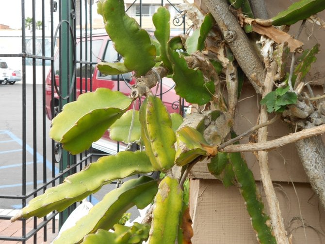 Cactus decorates outdoor dining area at Nati's in OB.