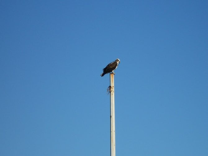 Osprey sitting on top of light pole on Sunset Cliffs Blvd.