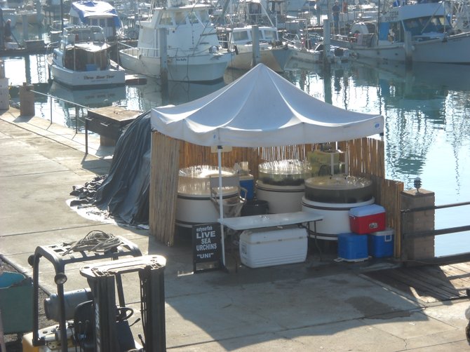 Selling live sea urchins at Driscoll's Wharf.