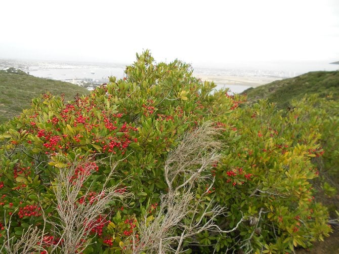 Colorful berries decorate plants at Cabrillo Monument.