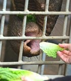 Elephant at the San Diego Zoo being handfed by a zookeeper