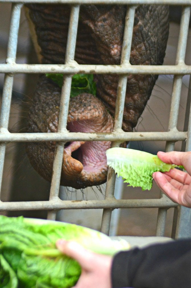 Elephant at the San Diego Zoo being handfed by a zookeeper