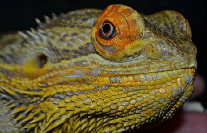 Amiable reptile exhibited at Sea World