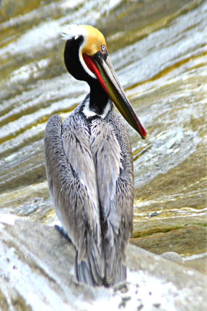 Pelican at La Jolla Shores