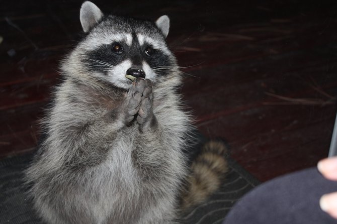 picture taken in Big Bear-Racoon was praying for some food.