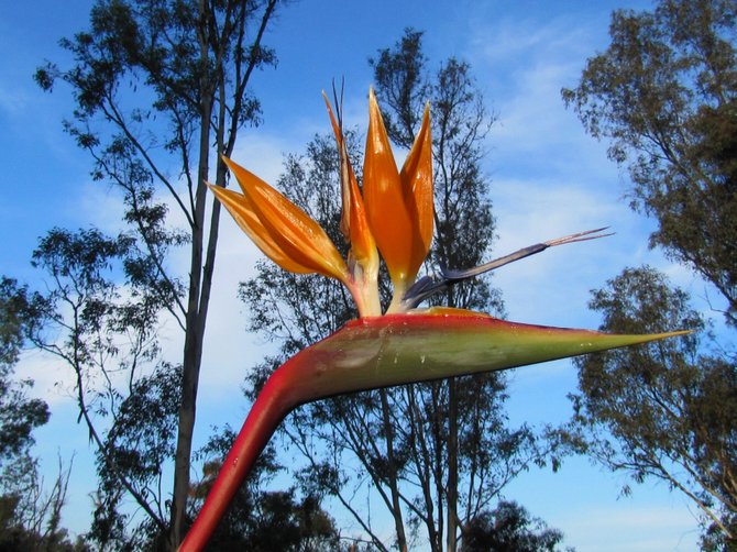 A peek at a "Bird of Paradise"... in my Scripps Ranch back-yard-paradise :)