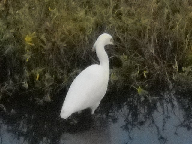 Snowy egrets at Famosa Slough.