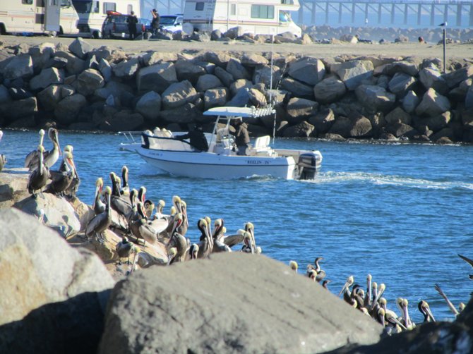 There is a new drink in Oceanside: "Pelicans On The Rocks" :)
www.scripca.com