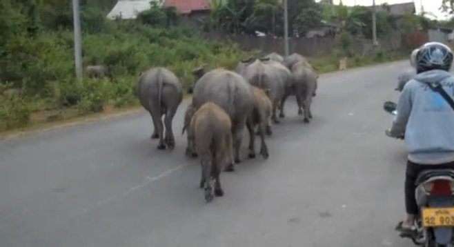 Your standard street traffic in Laos