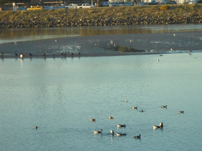 Migrating waterfowl along Ocean Beach bike path.