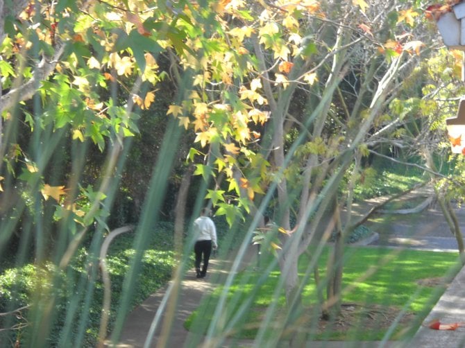 Walking path among the fall leaves at Mariner's Cove.