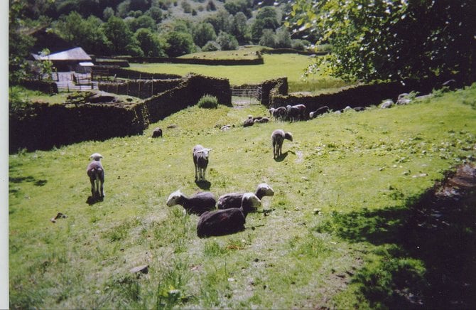 I encountered these guys while hiking in the Lake District in England.