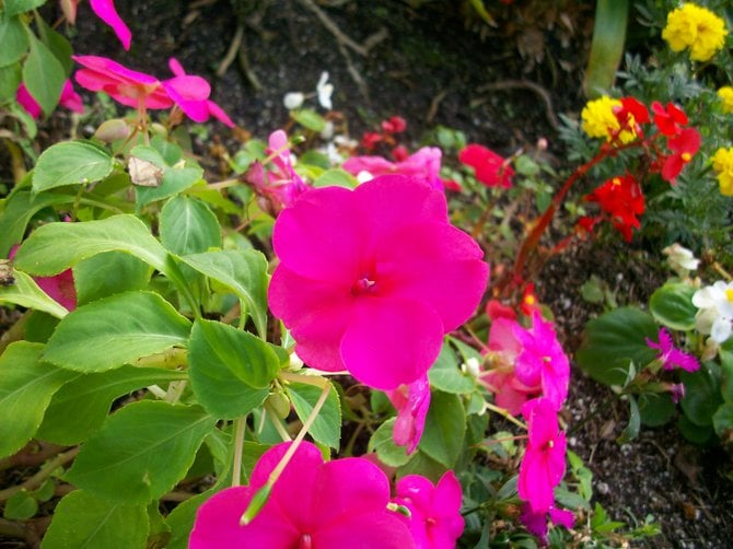 Colorful flowers in Ocean Beach garden.